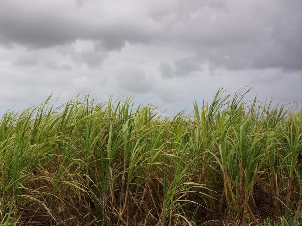 Cooking Sections_cane harvest4