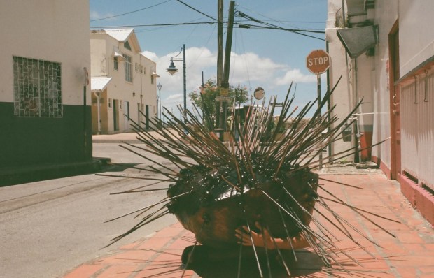 Adam Patterson, Echidna, Performance. Speightstown, Barbados, 2016.